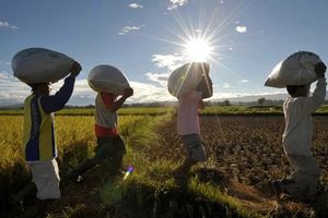 High heat can serve up food insecurity within days