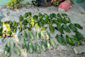 "ހަމަ މަރާލީކީ ނޫން" ދޫނިތައް މައްސަލައިގައި ފިޝަރީޒް