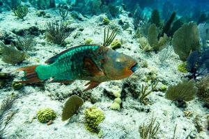 World's oceans set new surface temperature record
