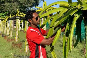 މީދޫ އިން ރަމްޒީ މި ލިޔަނީ ދަނޑުވެރިކަމުގެ ތަފާތު ބާބެއް!