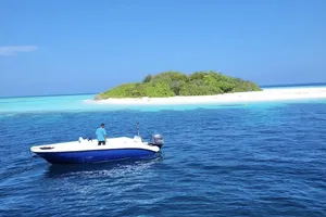 Lone cat rescued from uninhabited island