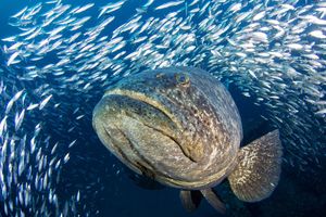 Fish stocks survive ocean heatwaves: study