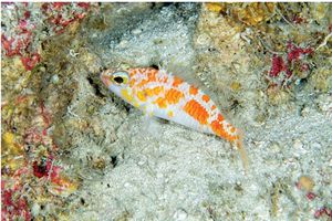 New shy perchlet fish discovered in Maldives