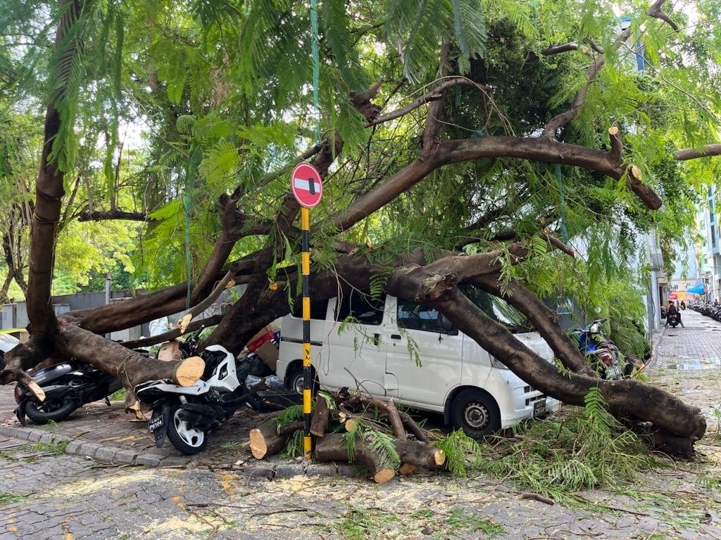 ހެންވޭރު ސަހަރާ ކައިރީގައި ހުރި ގަހެއް ވެއްޓި ބޮޑެތި ގެއްލުން 