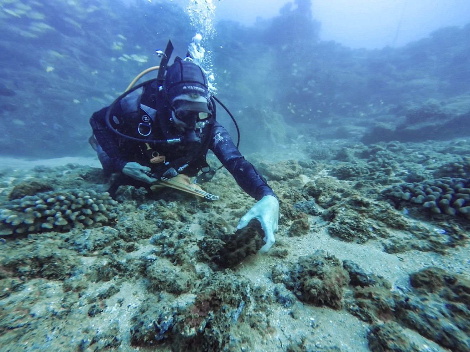 New rules allow diving for sea cucumbers