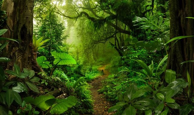 Tropical forests nearing critical temperatures