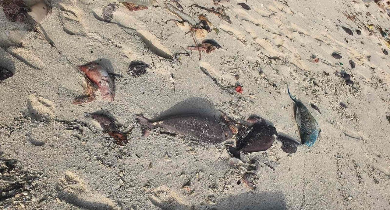 Research institute asks public to report fish die-offs