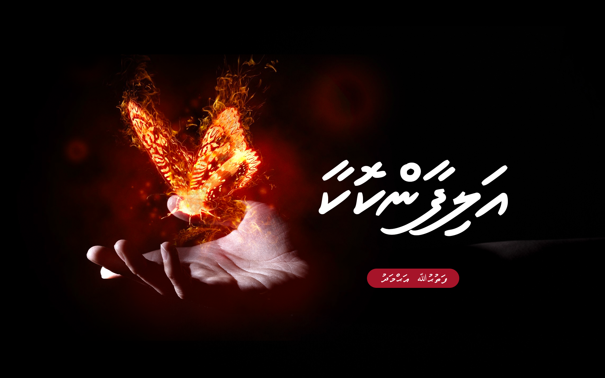 ދިގު ވާހަކަ: އަލިފާން ކޮކާ