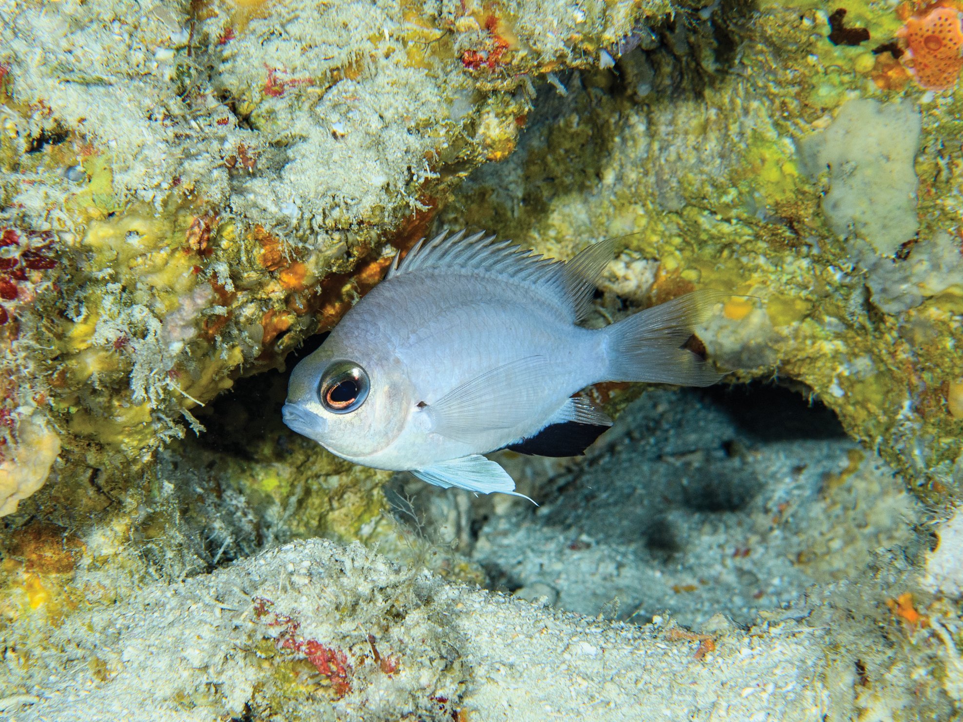 New species of fish discovered in Maldives
