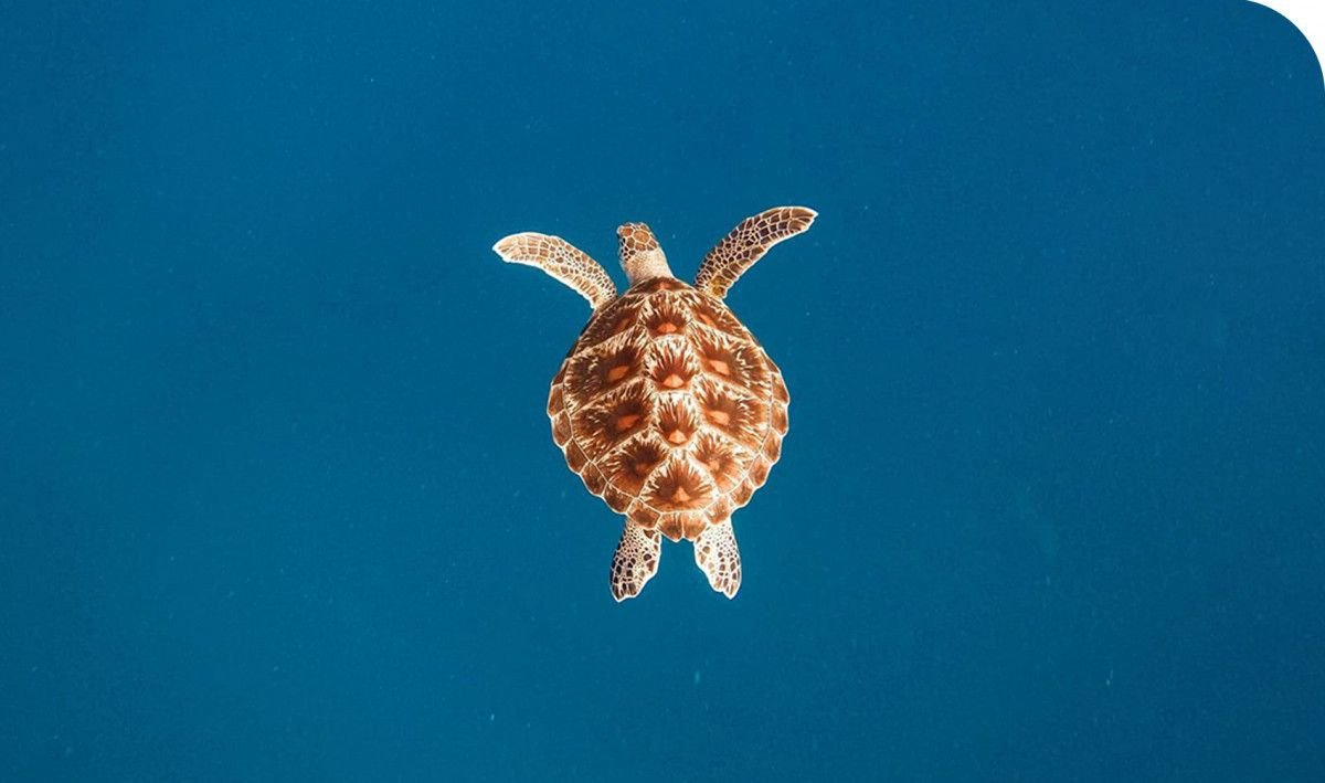 New rules for protecting turtles