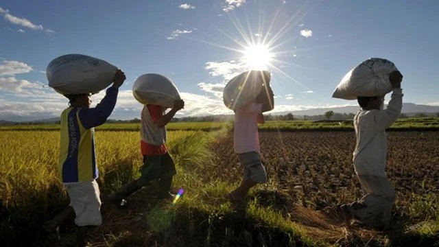 High heat can serve up food insecurity within days
