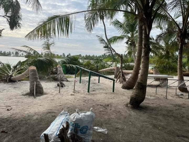 Palm trees near Hithadhoo mangrove damaged