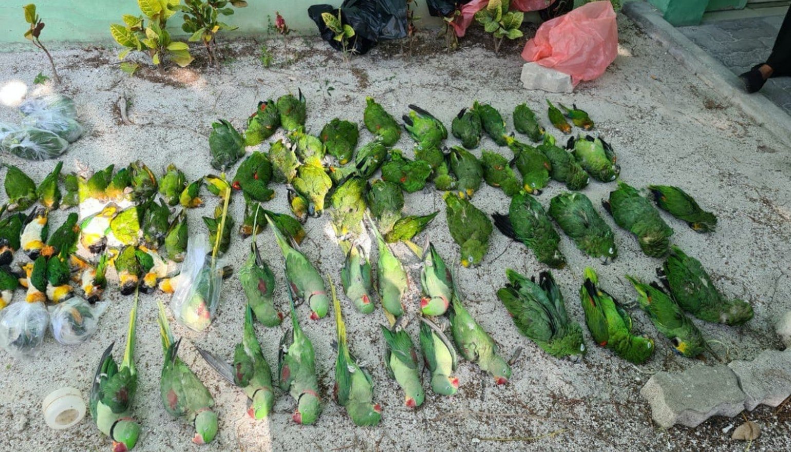 "ހަމަ މަރާލީކީ ނޫން" ދޫނިތައް މައްސަލައިގައި ފިޝަރީޒް
