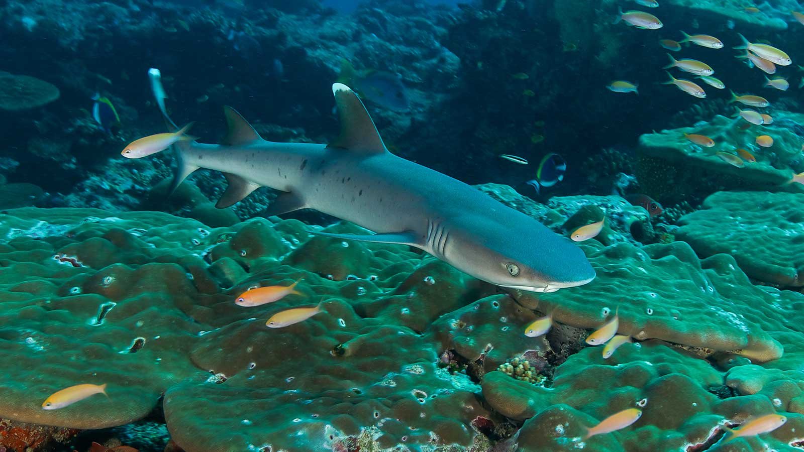 Overfishing pushes reef sharks toward extinction