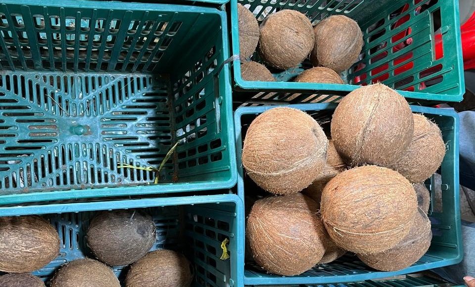 އެސްޓީއޯއިން ހޯލްސޭލަރުންނަށް ކާށި ގެނެސްދެނީ
